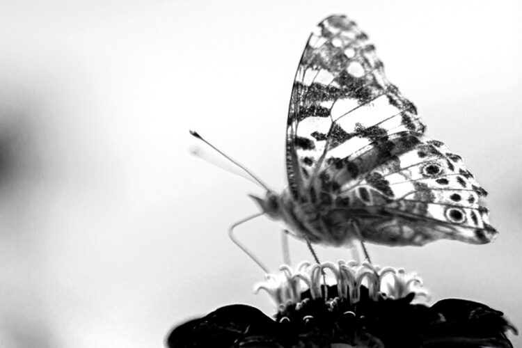 Close-up of a butterfly