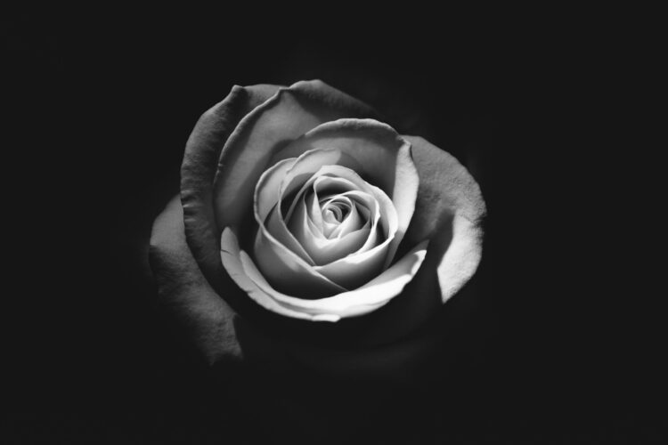 A timeless black and white rose, symbolizing life insurance's pivotal role in securing legacies through income replacement and legacy planning.